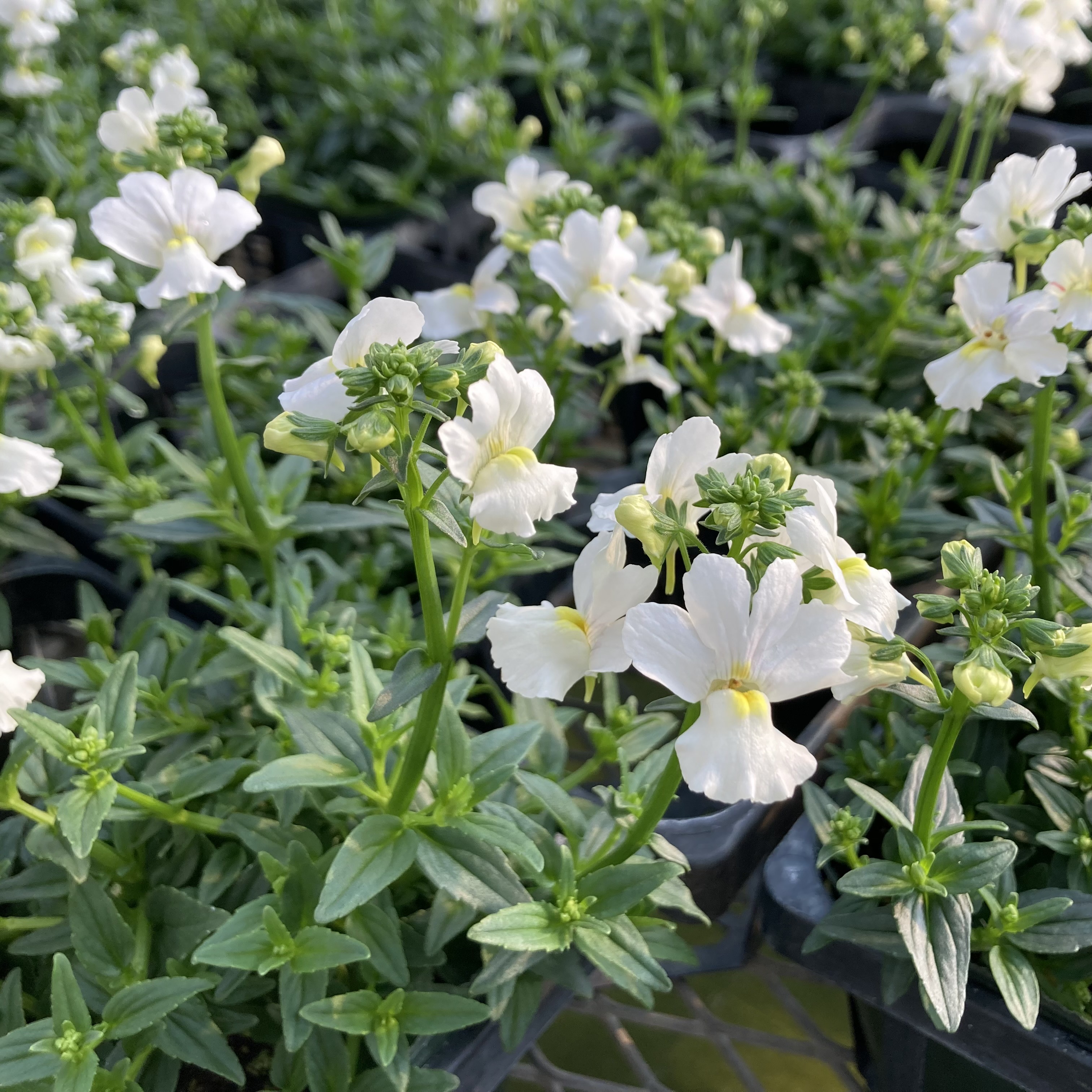 【26秋冬2027年2月上旬納品】冬季ネメシア