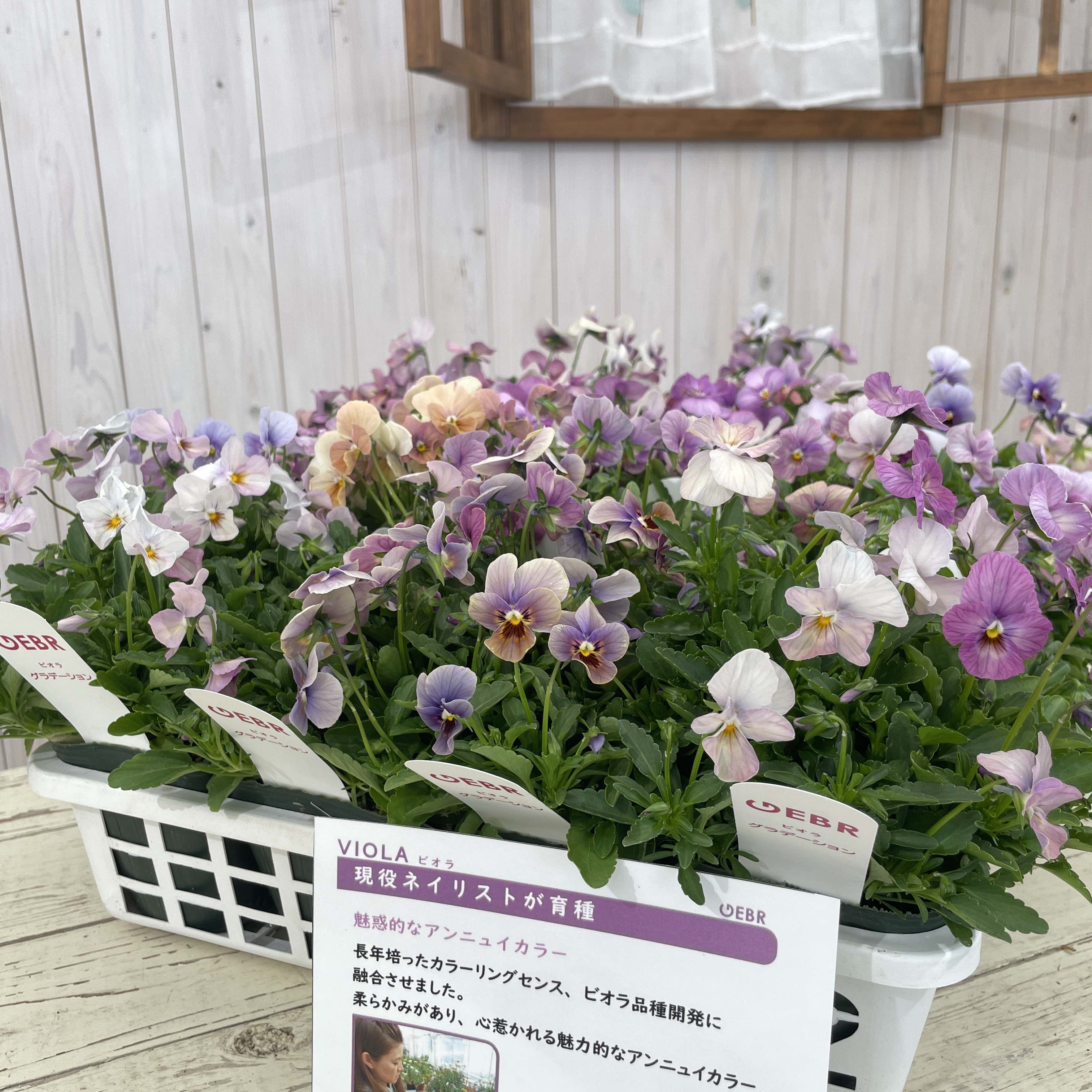 【25年秋冬11月上旬納品】ビオラ(茨城)