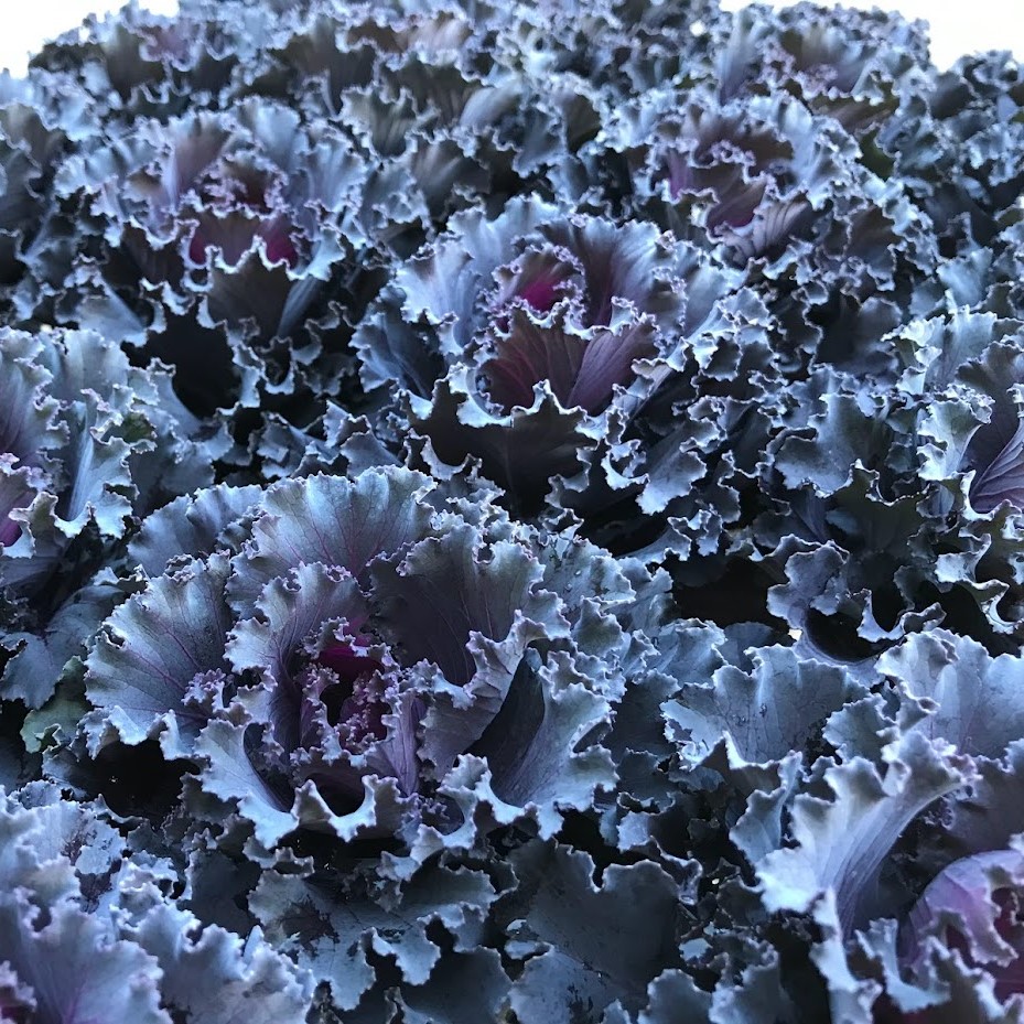 【26年秋冬12月上旬納品】葉牡丹(茨城)