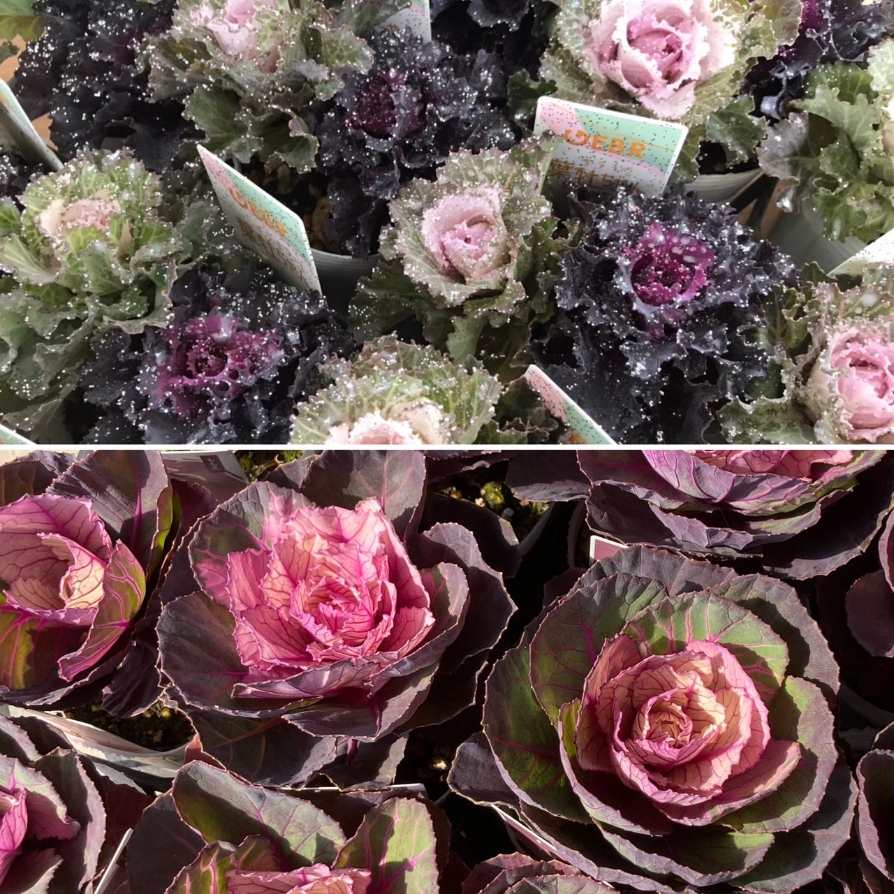 【26年秋冬11月中旬納品】葉牡丹(八ヶ岳)