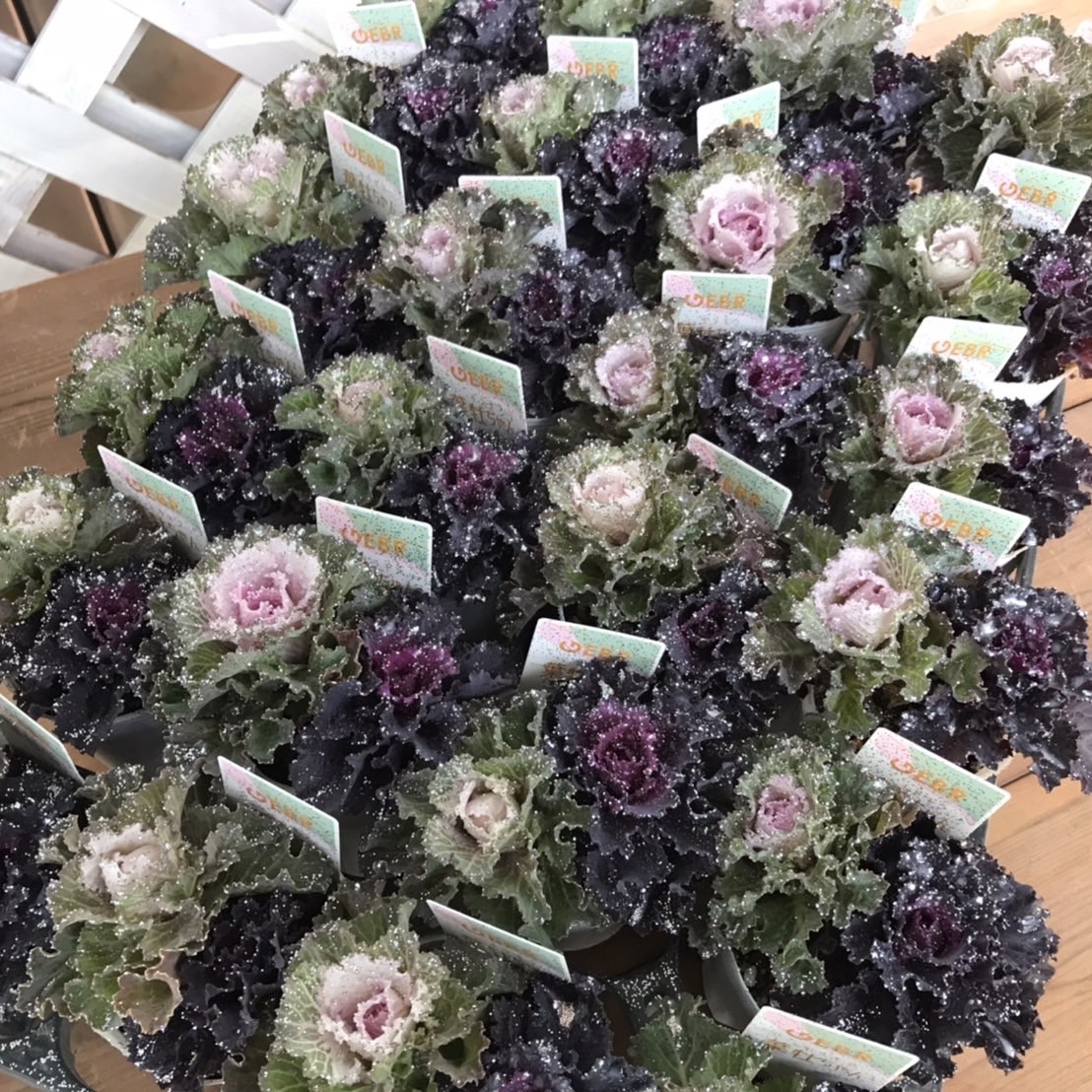 【26年秋冬11月中旬納品】葉牡丹(八ヶ岳)