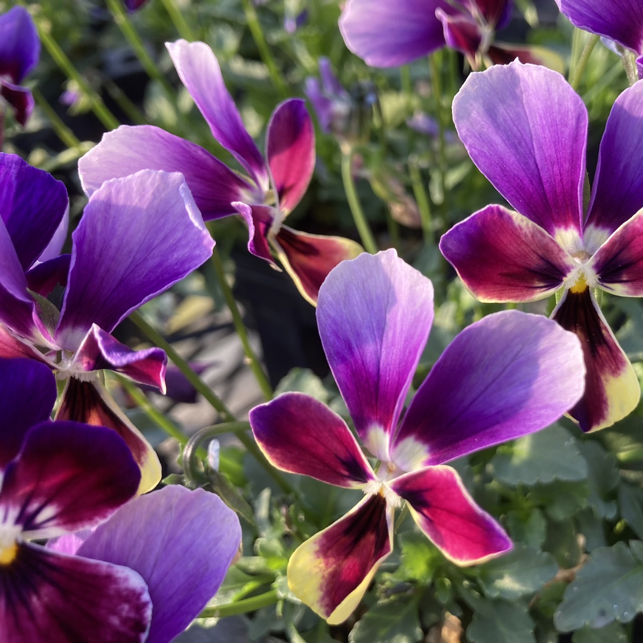 【26年秋冬10月下旬納品】ビオラ(八ヶ岳)