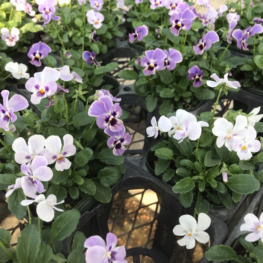 【26年秋冬11月上旬納品】ビオラ(八ヶ岳)