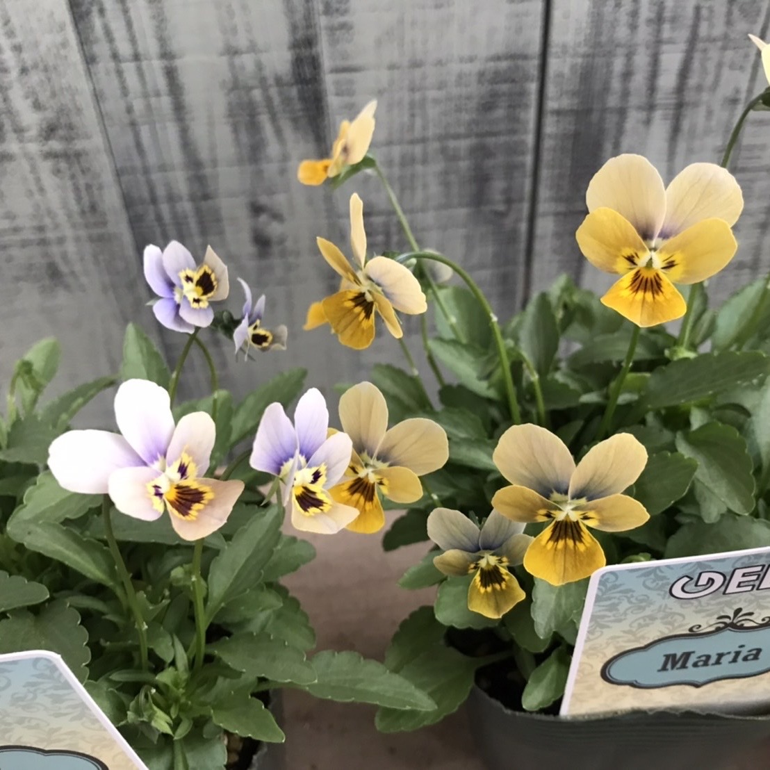 【26年秋冬11月中旬納品】ビオラ(八ヶ岳)