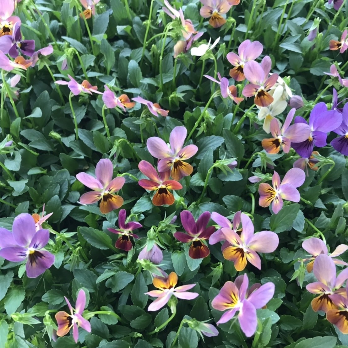 【26年秋冬11月中旬納品】ビオラ(八ヶ岳)