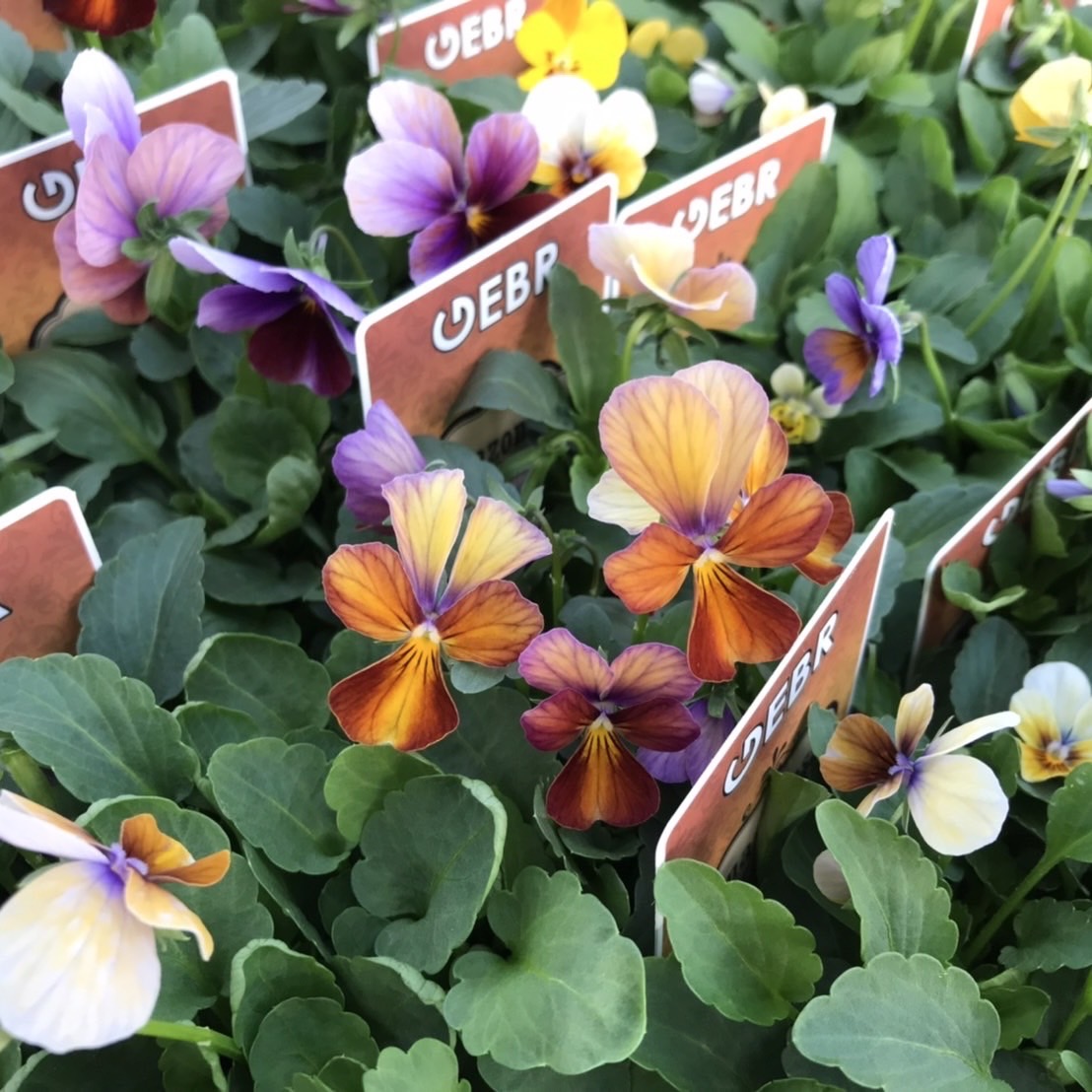 【26年秋冬11月上旬納品】ビオラ(八ヶ岳)