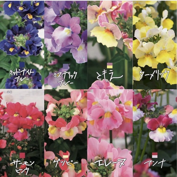 【26年秋冬11月下旬納品】ネメシアメーテル