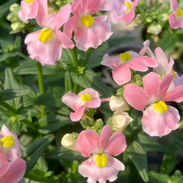 【26年秋冬11月下旬納品】ネメシアメーテル