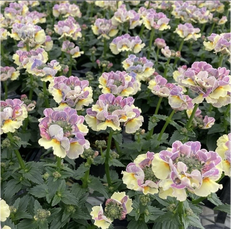 【26年秋冬11月下旬納品】ネメシアメーテル