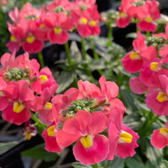 【26年秋冬11月下旬納品】ネメシアメーテル