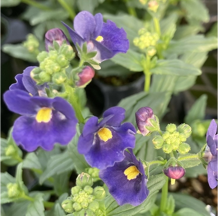 【26年秋冬11月下旬納品】ネメシアメーテル