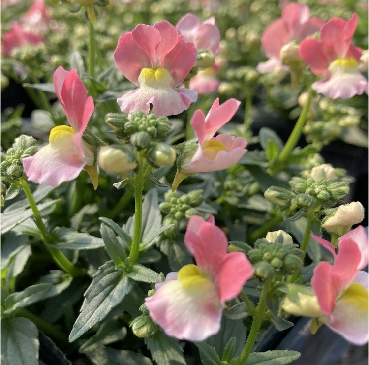 【26年秋冬11月下旬納品】ネメシアメーテル