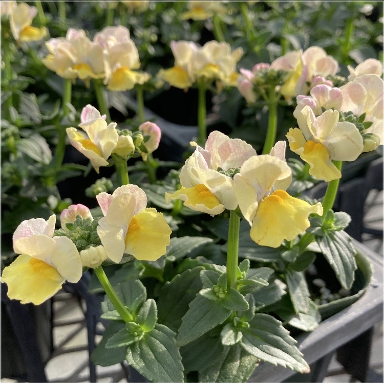 【26年秋冬11月下旬納品】ネメシアメーテル