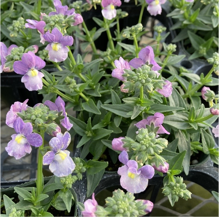 【26年秋冬11月下旬納品】ネメシアメーテル