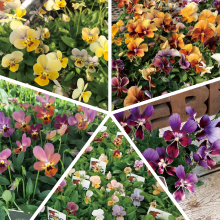 【26年秋冬10月下旬納品】ビオラ(八ヶ岳)