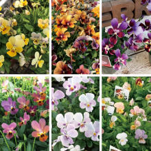 【26年秋冬11月上旬納品】ビオラ(八ヶ岳)