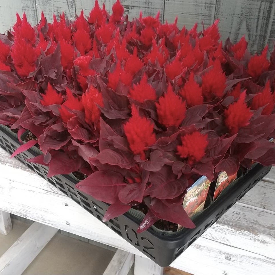 【26秋冬8月下旬】秋色けいとう