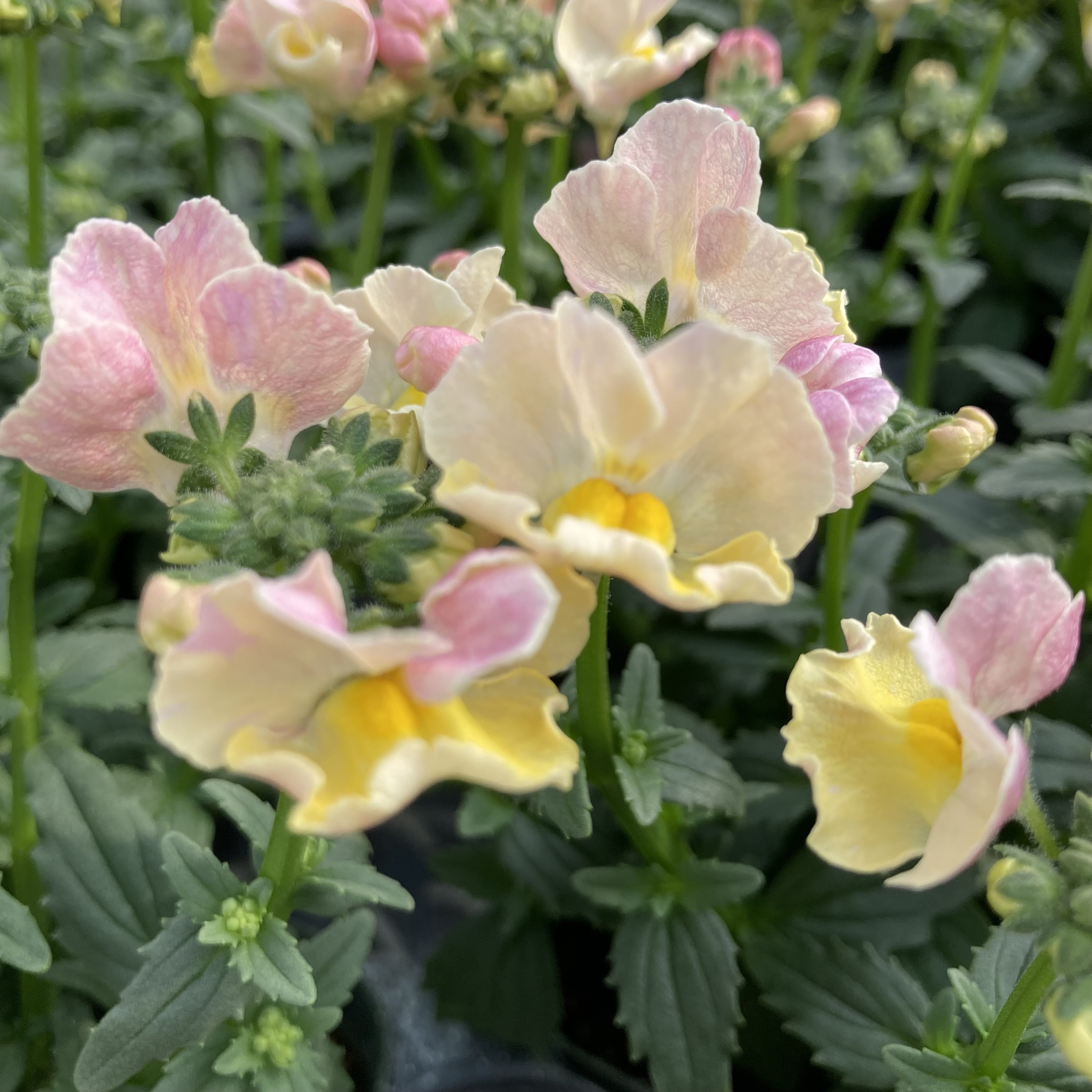 【26秋冬2027年1月中旬納品】冬季ネメシア