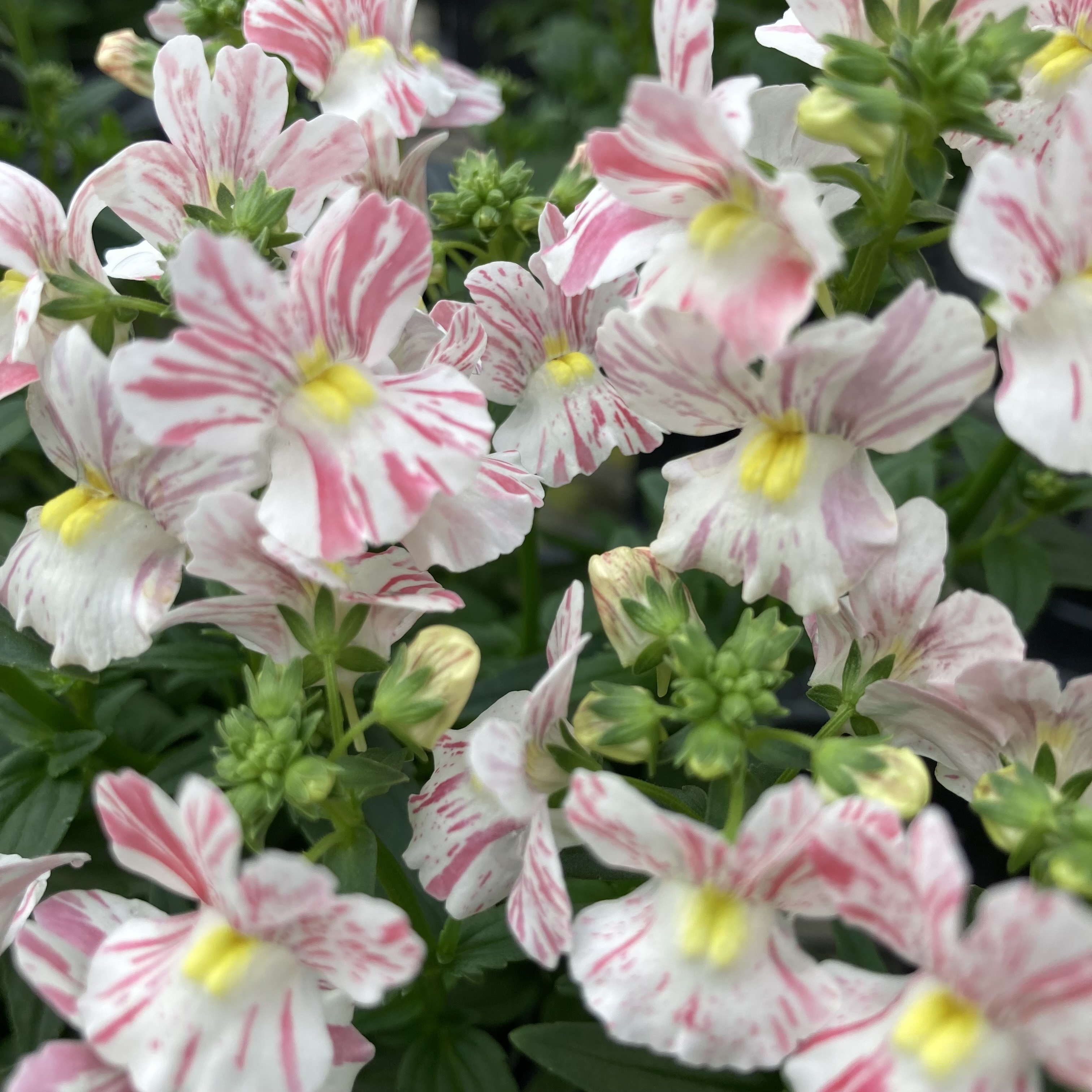 【26秋冬2027年2月上旬納品】冬季ネメシア