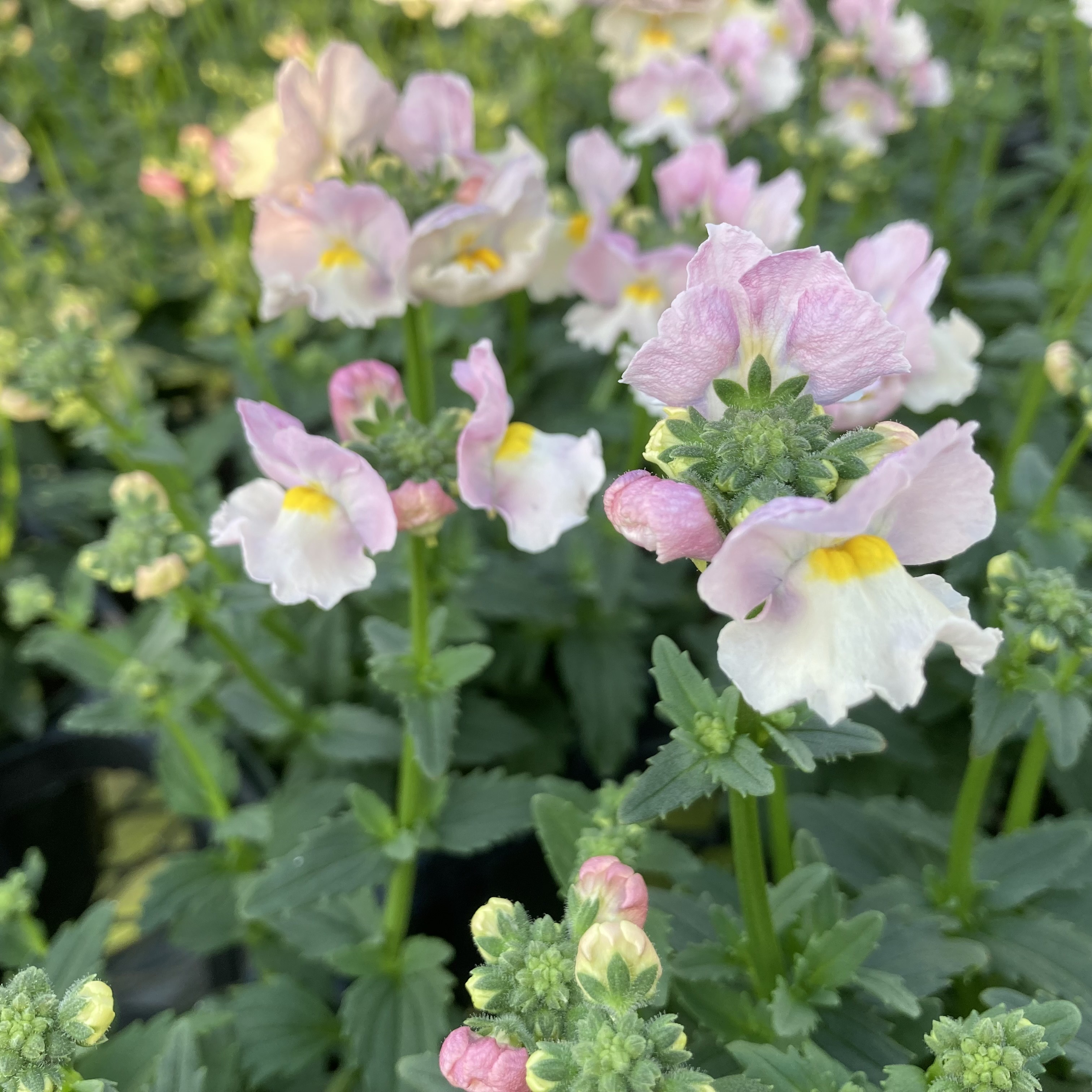 【26秋冬2027年2月中旬納品】冬季ネメシア