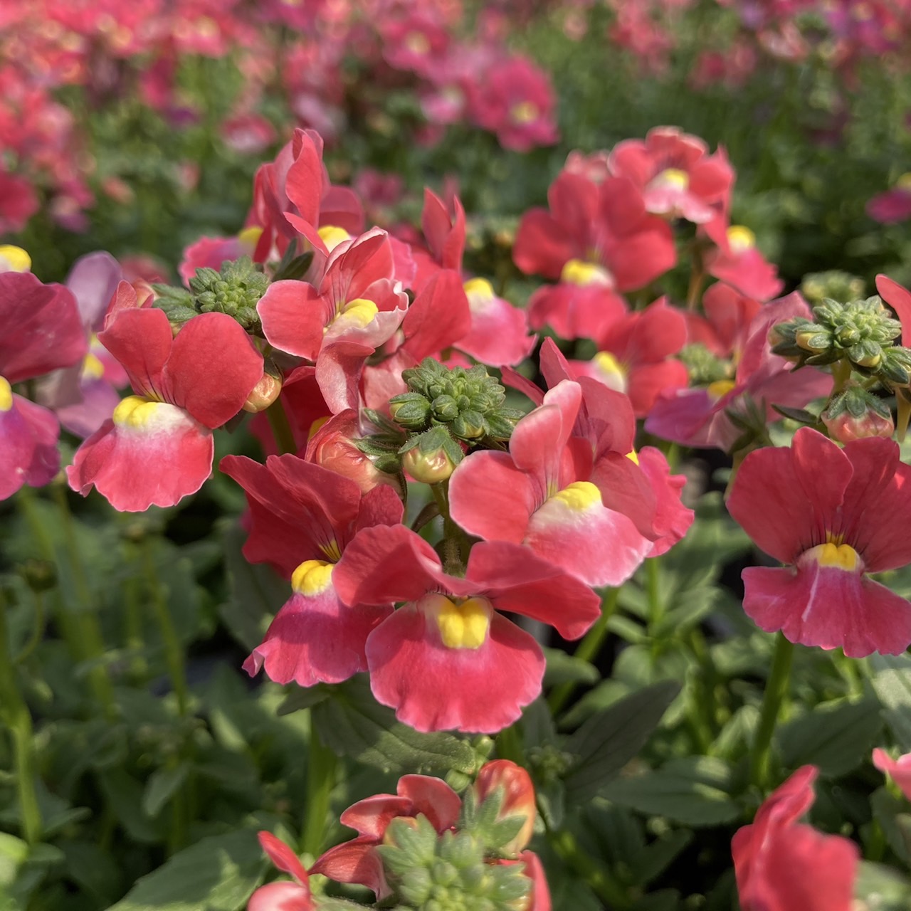 【26秋冬10月上旬納品】ネメシアメーテル8品種アソート