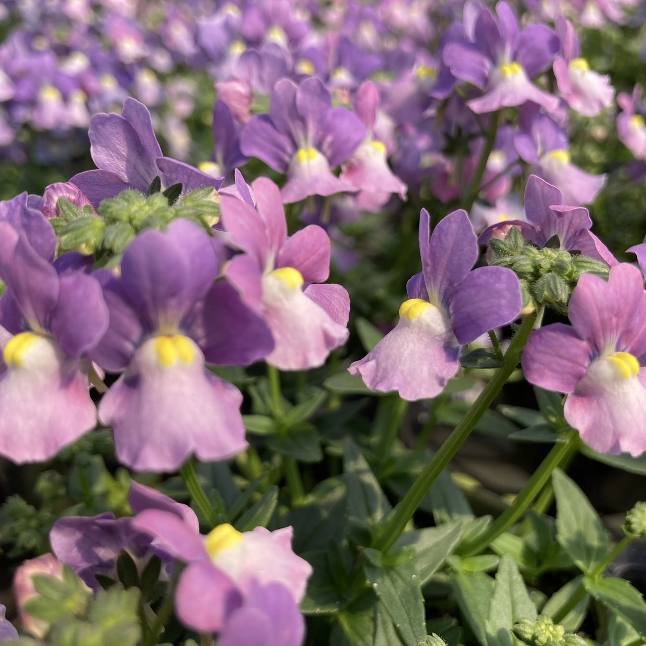 【26秋冬10月上旬納品】ネメシアメーテル8品種アソート