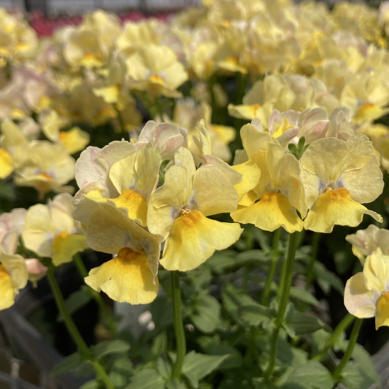 【26秋冬10月上旬納品】ネメシアメーテル8品種アソート