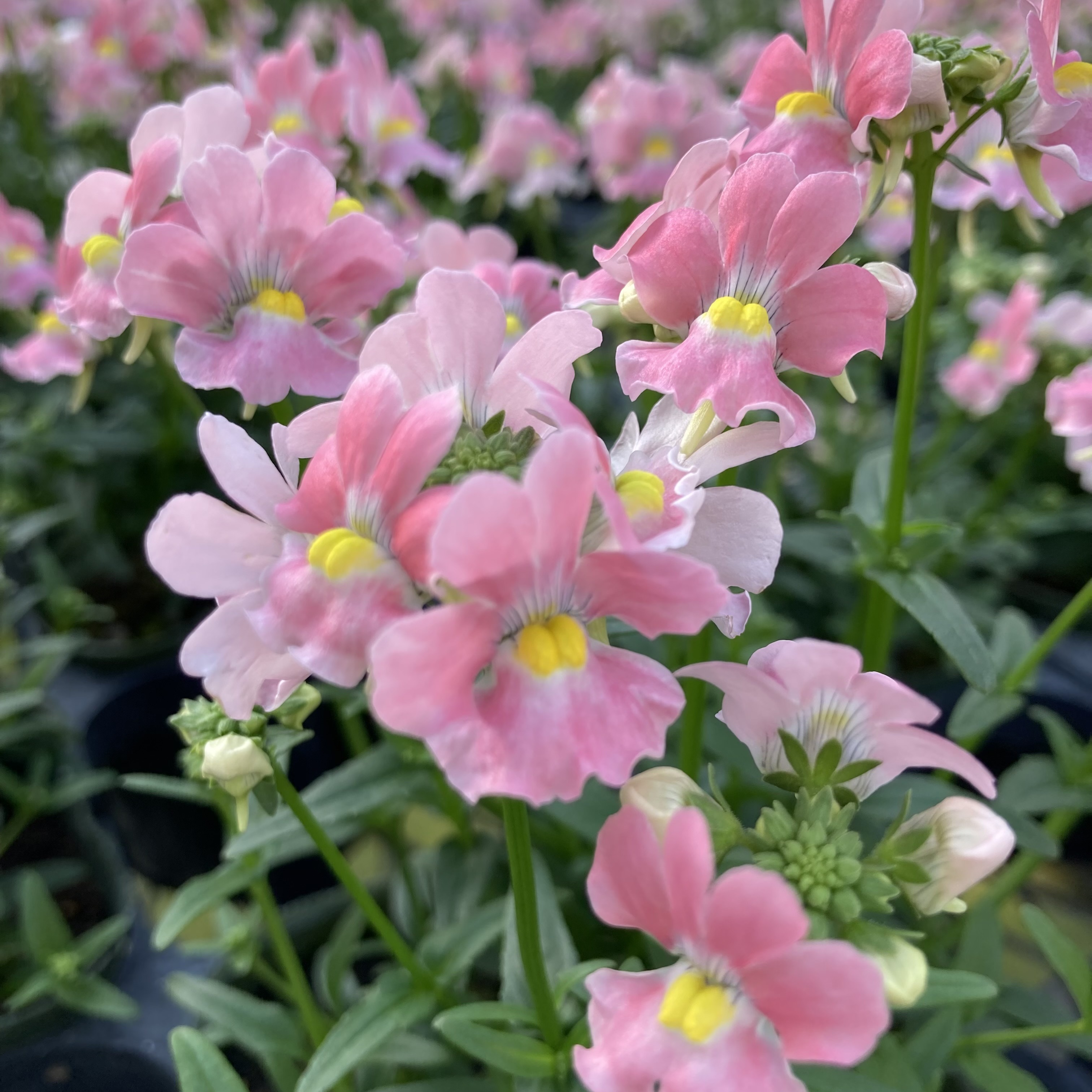 【26秋冬11月下旬納品】ネメシアメーテル8品種アソート