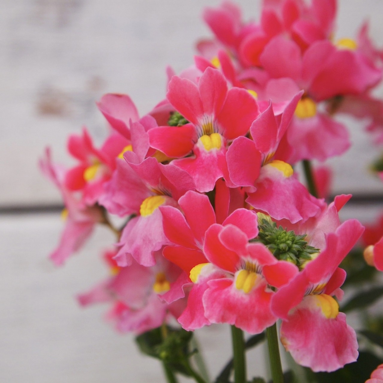 【26秋冬11月下旬納品】ネメシアメーテル8品種アソート