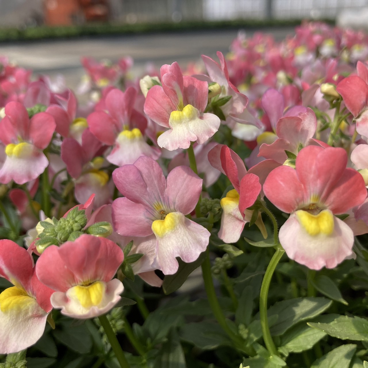 【26秋冬11月下旬納品】ネメシアメーテル8品種アソート