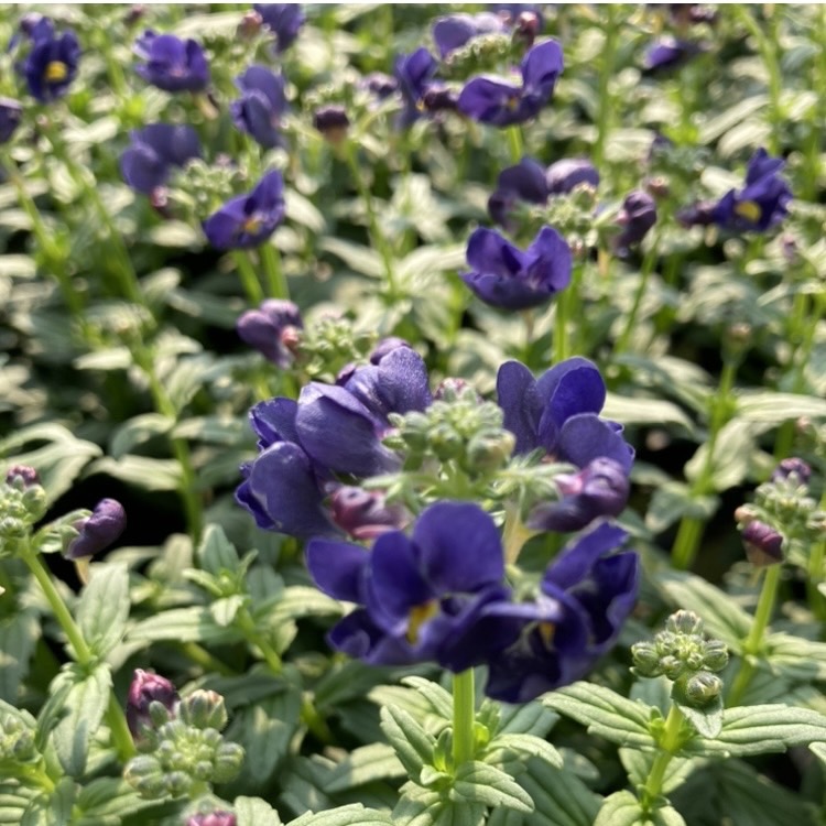 【26秋冬11月下旬納品】ネメシアメーテル8品種アソート