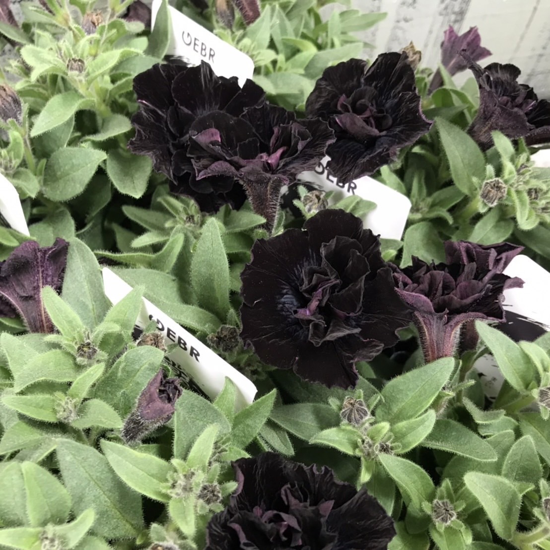 【26春夏4月中旬納品】ペチュニアてまり