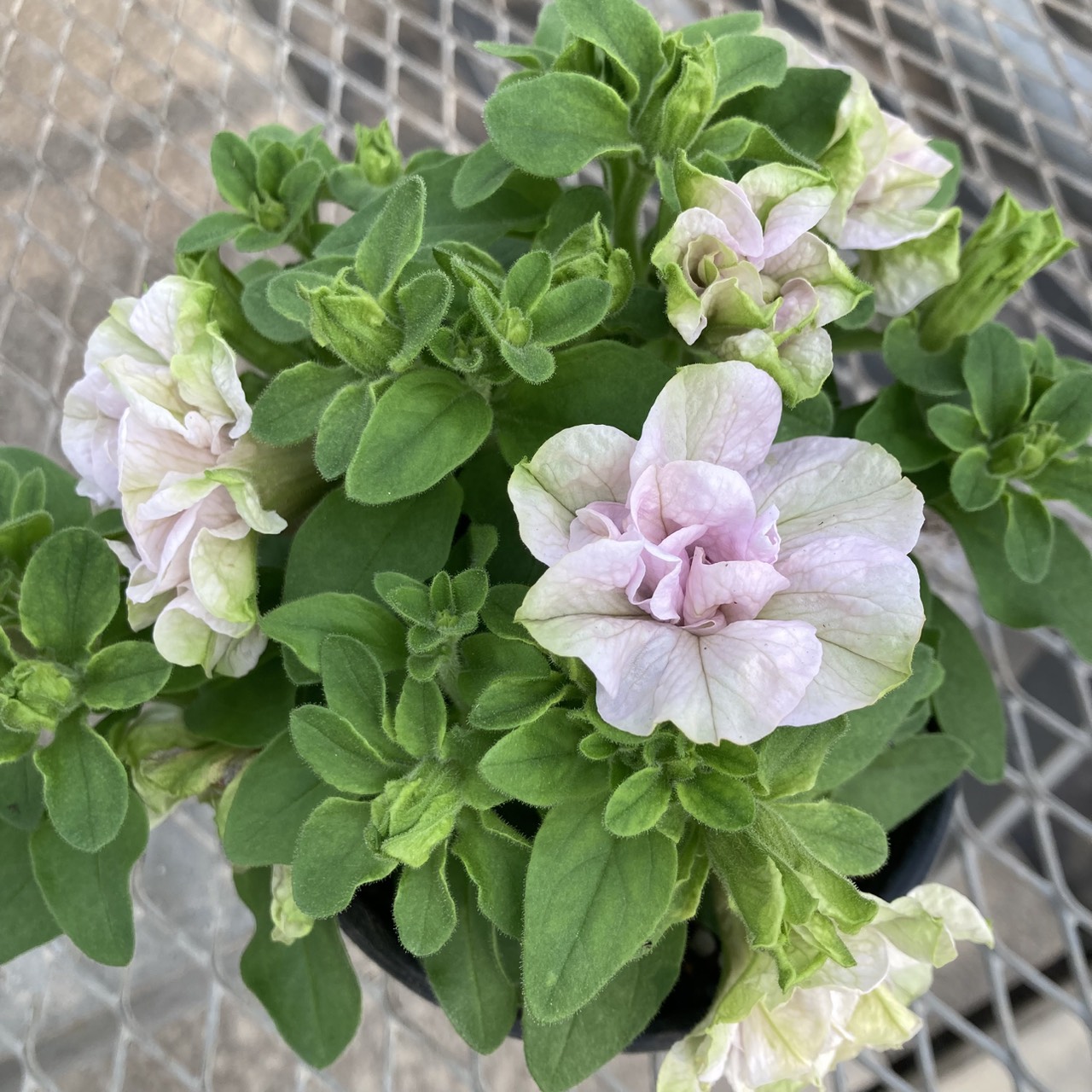 【26春夏4月中旬納品】ペチュニアてまり