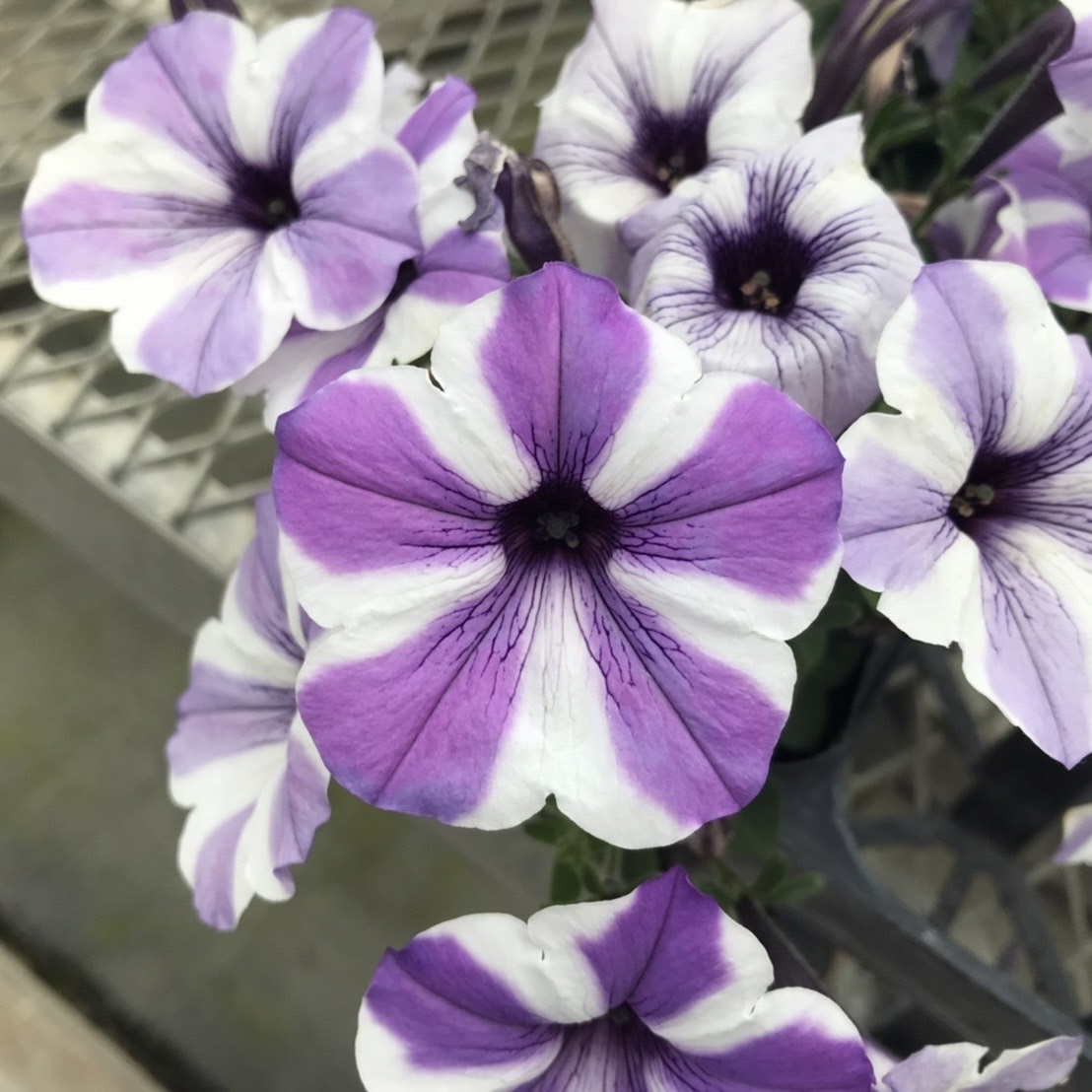 【26春夏4月中旬納品】ペチュニアフォルテ