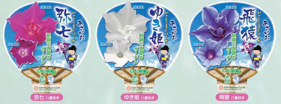 【26春夏6月上旬納品】朝顔かざぐるまシリーズ3品種アソート