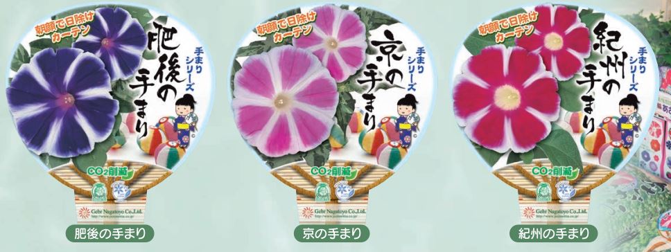 【26春夏6月中旬納品】朝顔手まりシリーズ3品種アソート