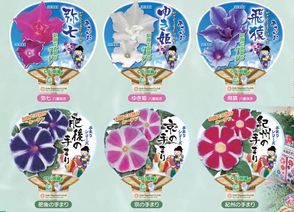 【26春夏6月下旬納品】朝顔かざぐるま・手まりシリーズ各3品種アソート