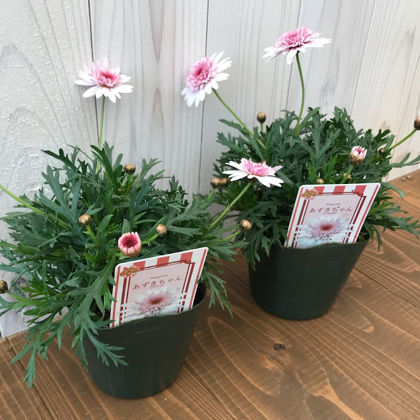【26春夏3月中旬納品】マーガレット