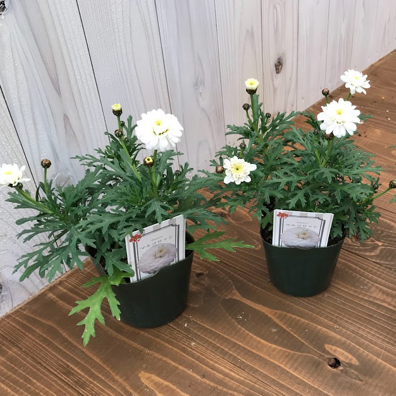 【26春夏3月下旬納品】マーガレット