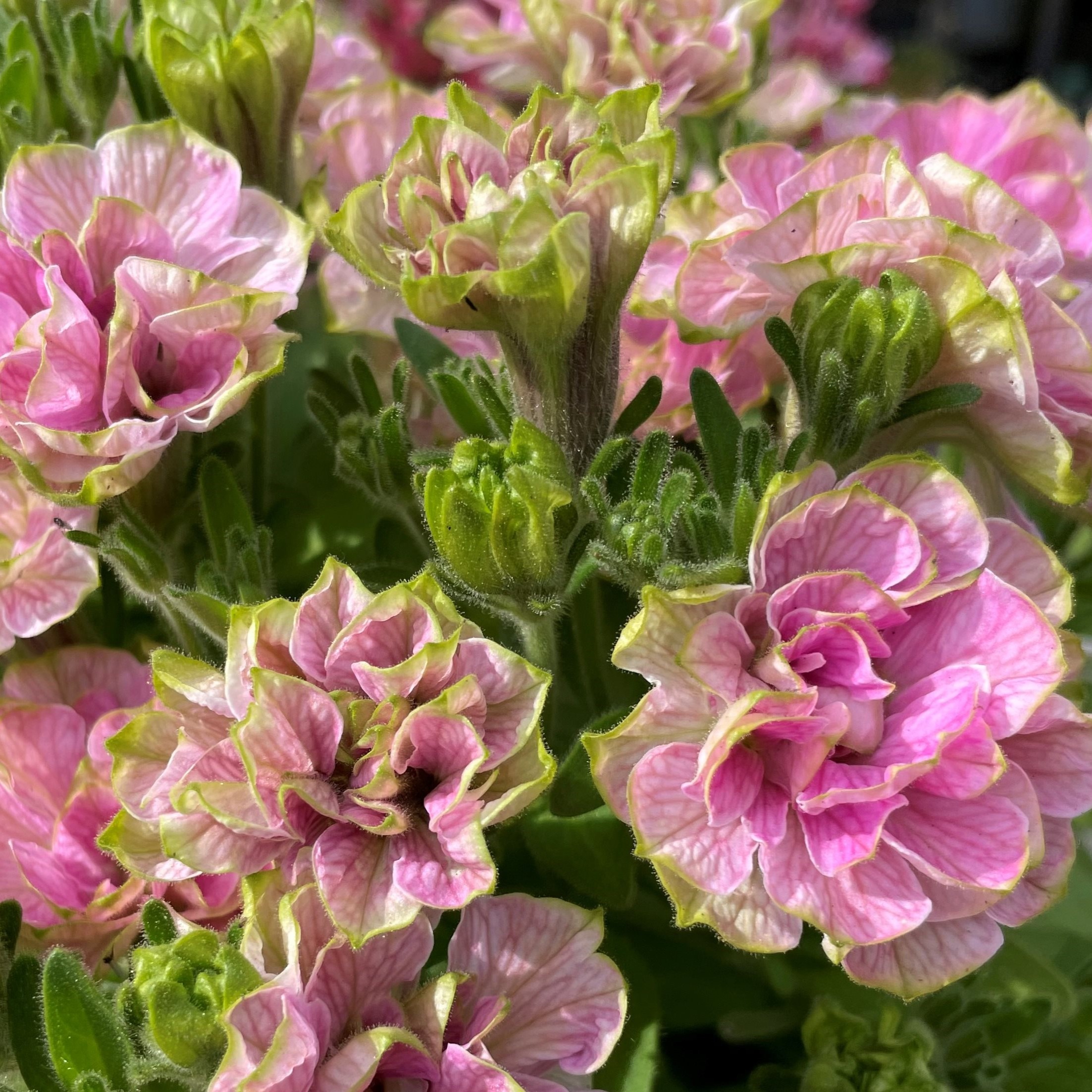 【26秋冬年9月中旬納品】ペチュニア　RRPスタウト