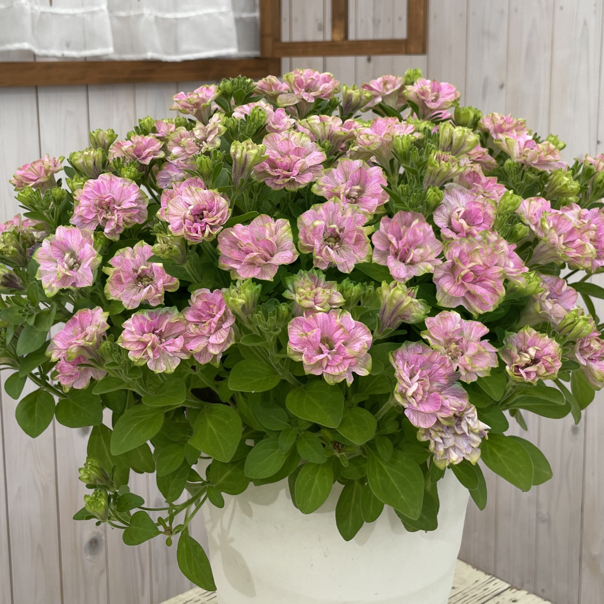 【26秋冬年9月中旬納品】ペチュニア　RRPスタウト