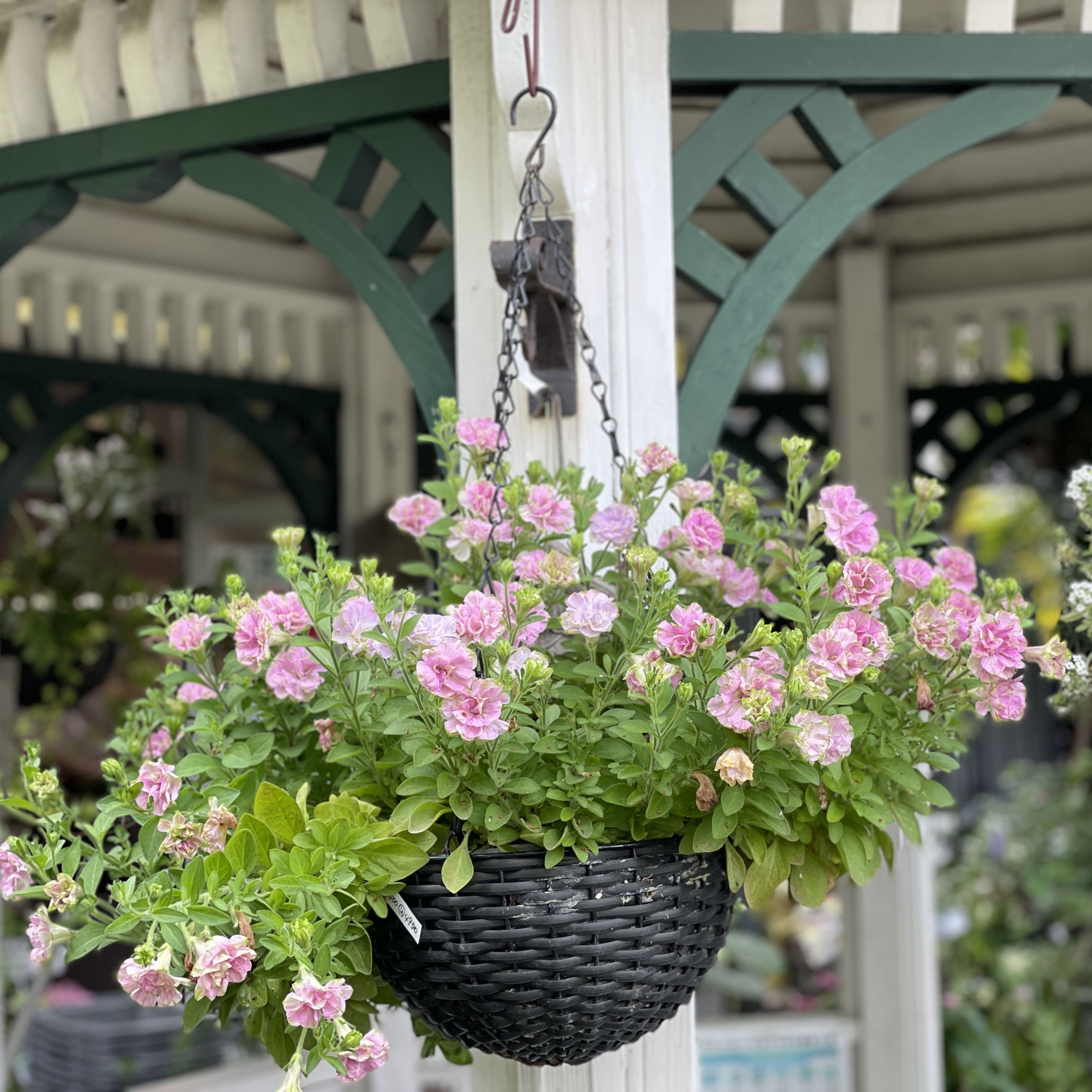 【26秋冬年9月中旬納品】ペチュニア　RRPスタウト