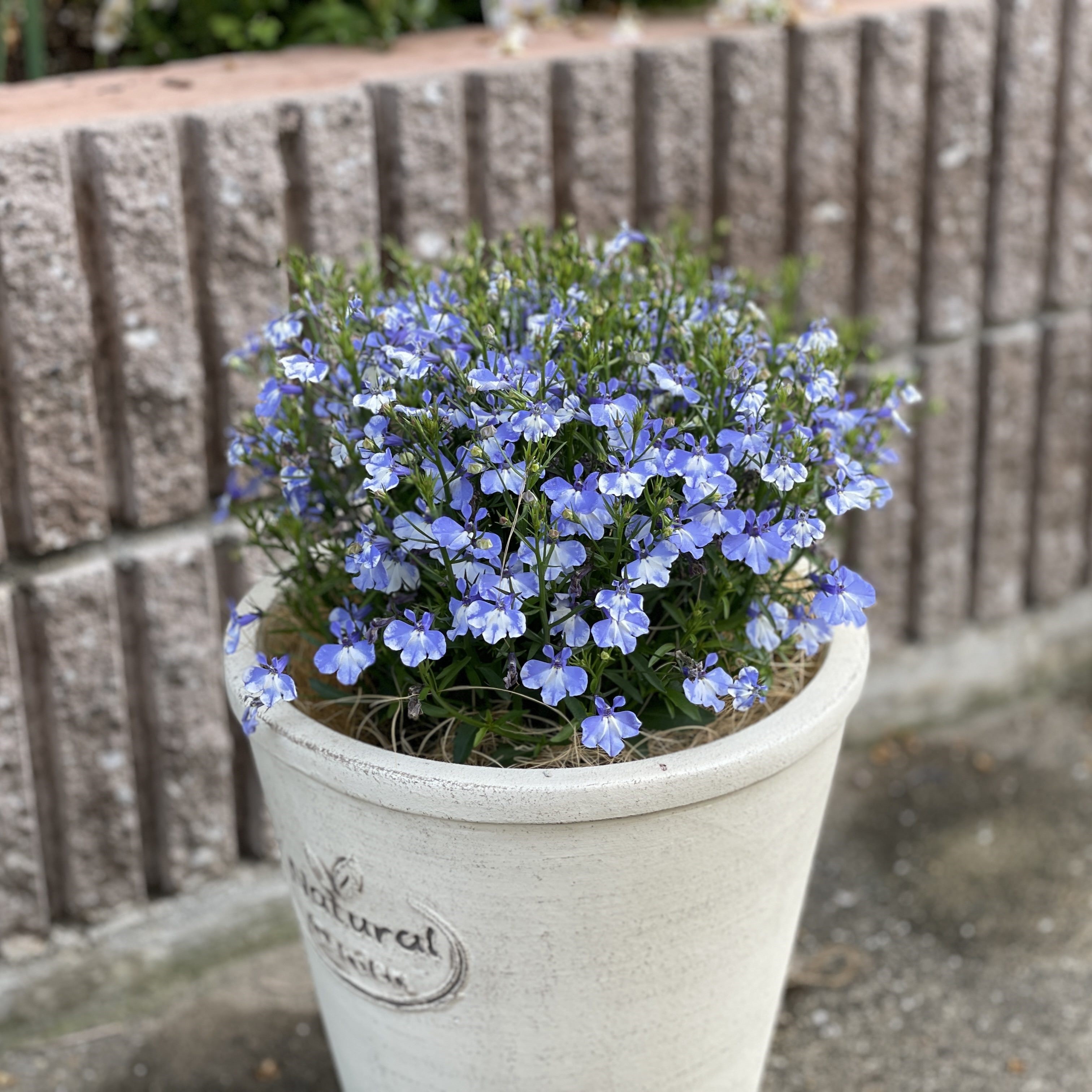 【26春夏3月下旬納品】ロベリア