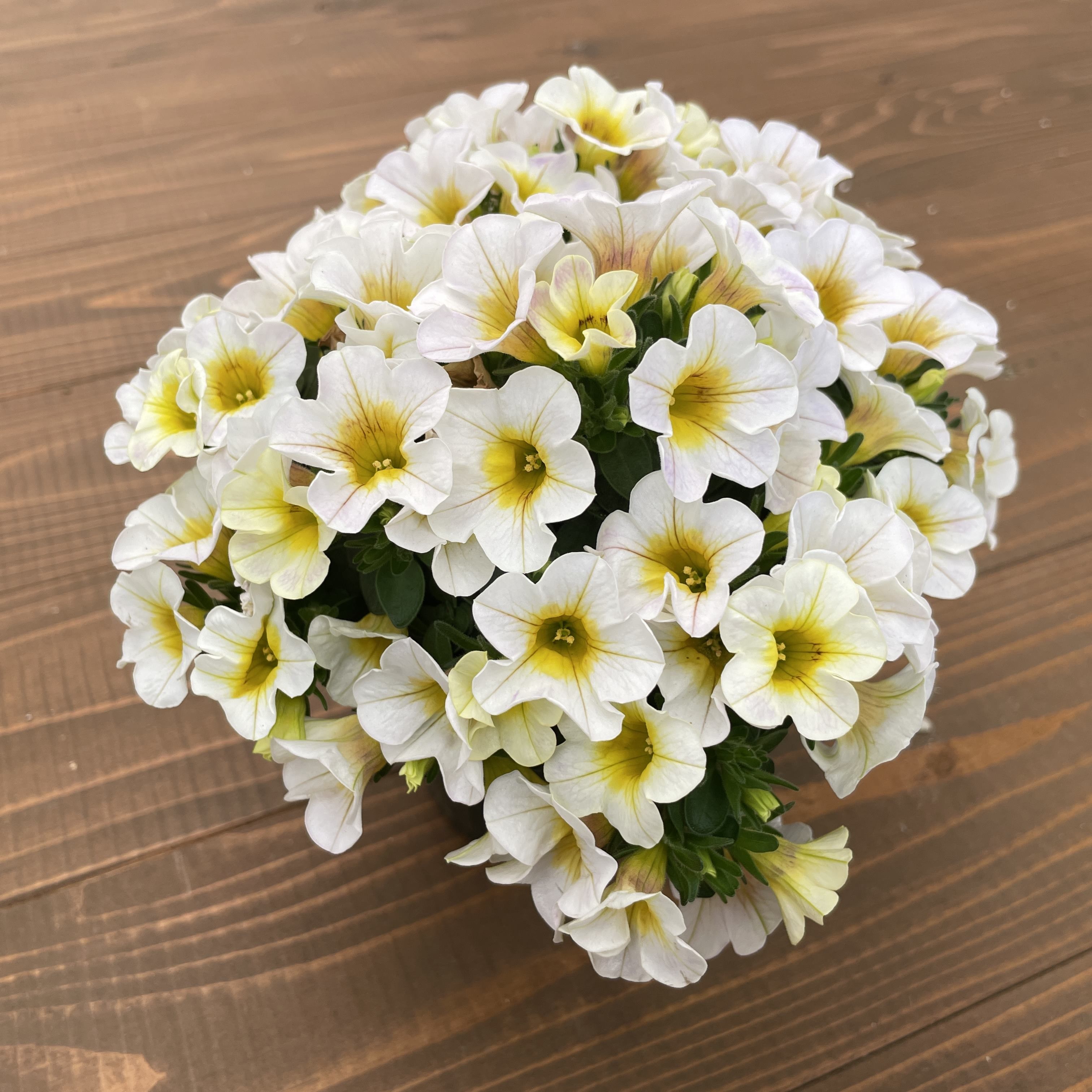 【26春夏4月下旬納品】カリブラコア