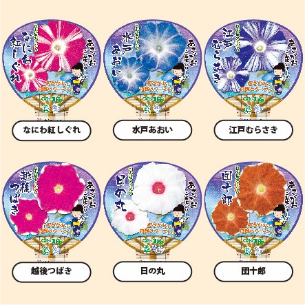 【26春夏5月下旬納品】朝顔ご当地シリーズ6品種アソート