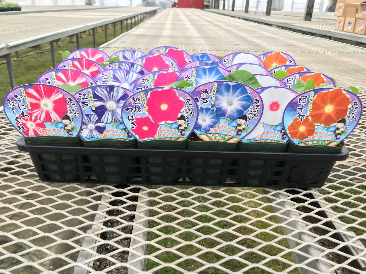 【26春夏5月下旬納品】朝顔ご当地シリーズ6品種アソート