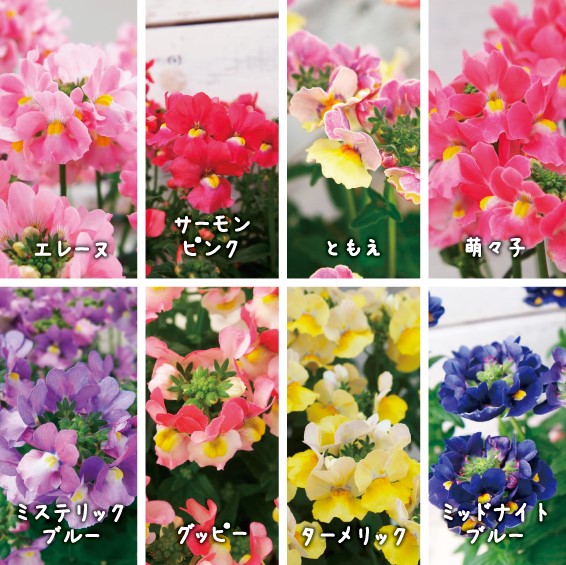 【26春夏4月上旬納品】ネメシアメーテル8品種アソート