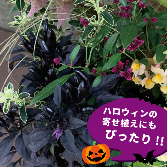 【26秋冬9月下旬納品】悪魔の爪
