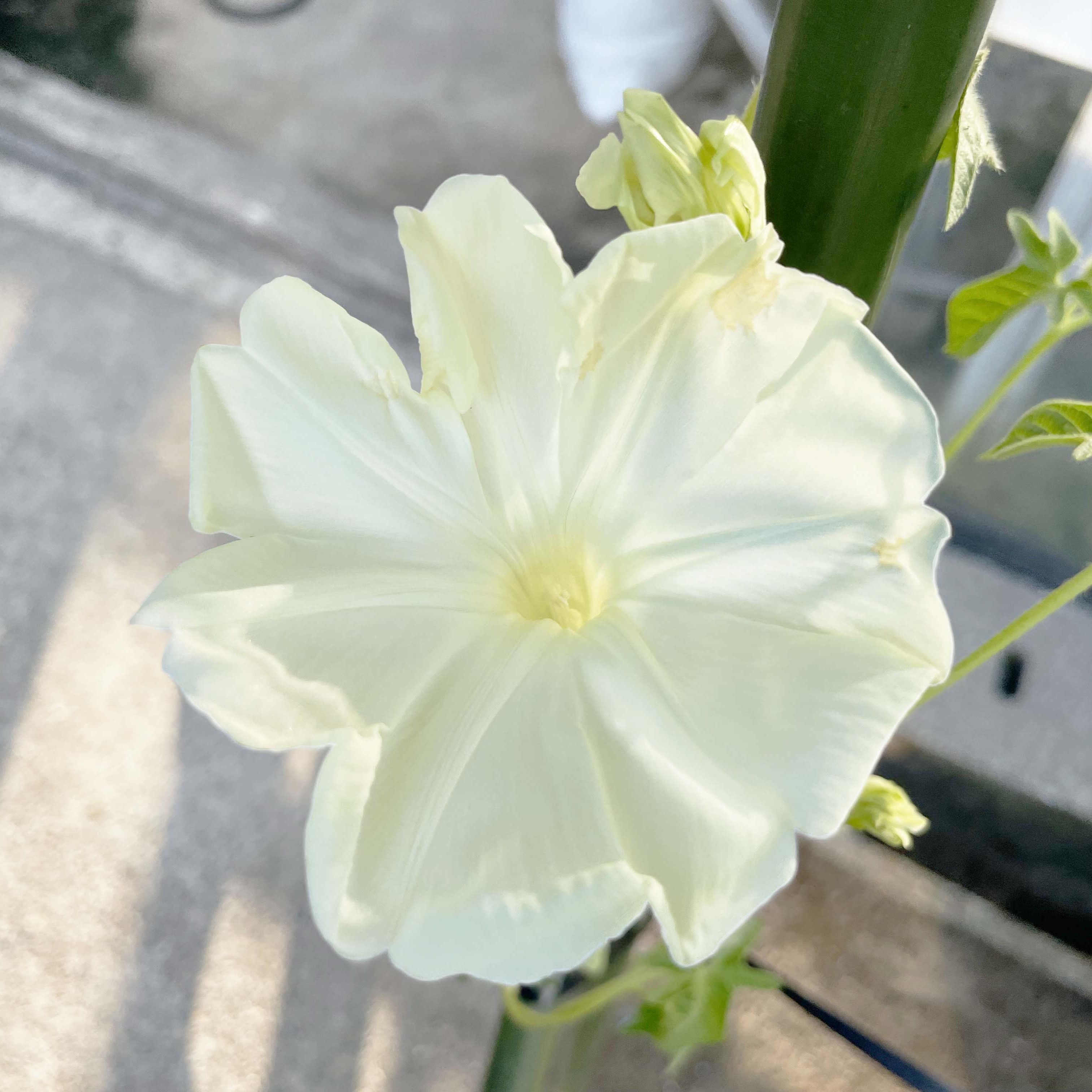 【27春夏4月下旬納品】朝顔　満月