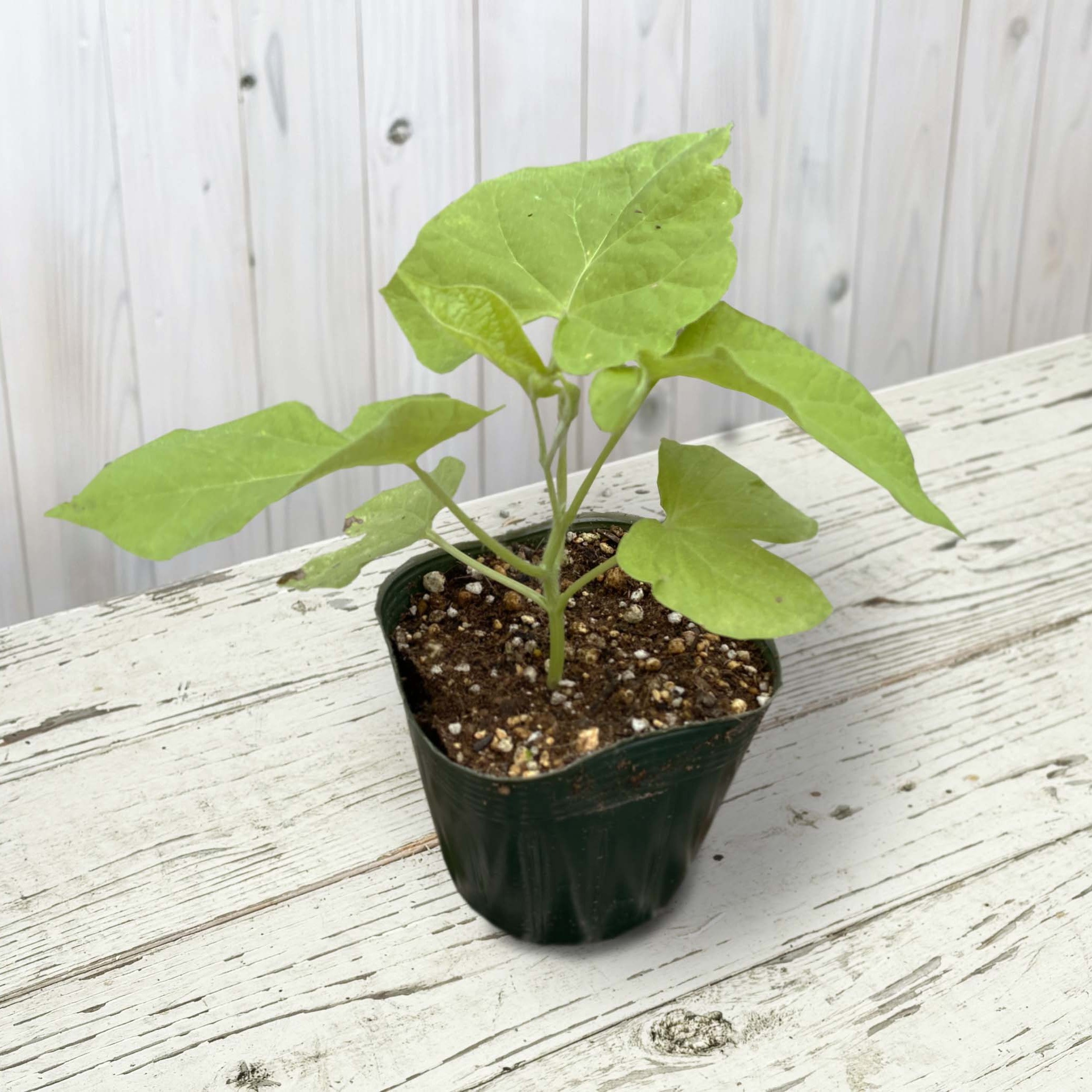 【27春夏6月下旬納品】朝顔　満月